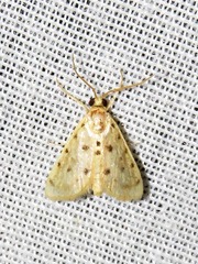 Calamoschoena stictalis