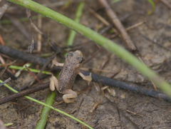 Anaxyrus americanus copei