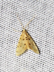Calamoschoena stictalis