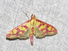 Stenochora lancinalis