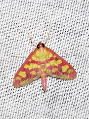 Stenochora lancinalis