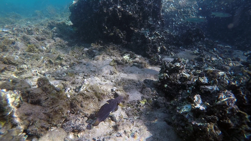 Amblygobius phalaena