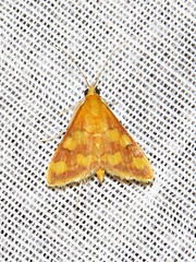 Pyrausta phoenicealis