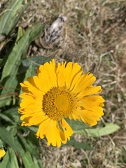 Helenium scorzonerifolium