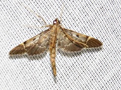 Duponchelia lanceolalis