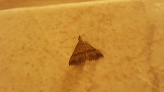 Tetanolita borgesalis