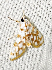 Obtusipalpis pardalis