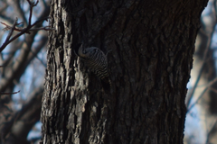 Dryobates scalaris