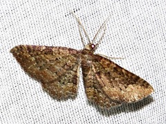 Horisme punctiscripta