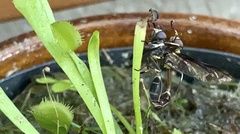 Salpingogaster