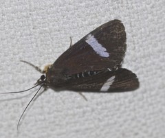 Argyrolepidia aequalis