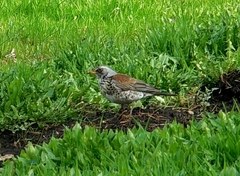 Turdus pilaris