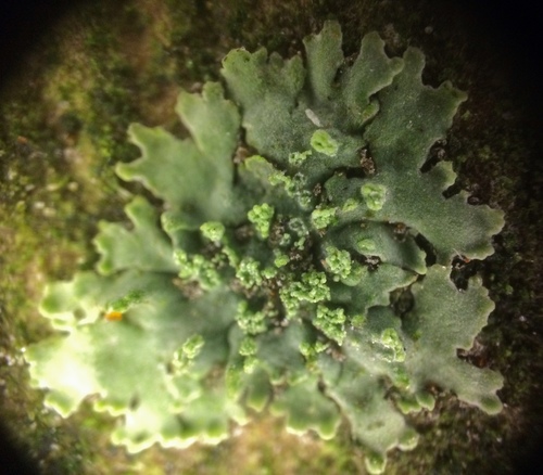 Grainy Shadow-crust Lichen