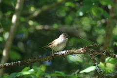 Prunella modularis