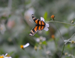 Eresia phillyra phillyra