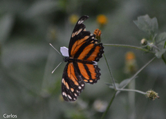 Eresia phillyra phillyra