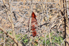 Cardinalis cardinalis