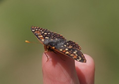Euphydryas anicia brucei