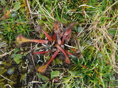 Drosera stenopetala