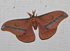 Opodiphthera loranthi