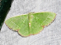 Comibaena leucospilata