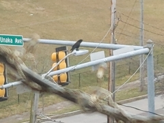 Corvus brachyrhynchos