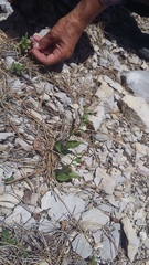 Epipactis helleborine orbicularis