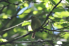 Prunella modularis