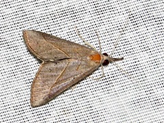 Hypena obacerralis