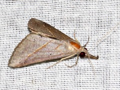 Hypena obacerralis