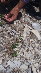 Epipactis helleborine orbicularis