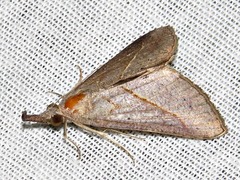 Hypena obacerralis