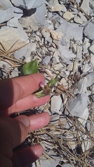 Epipactis helleborine orbicularis