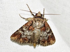 Omphalestra mesoglauca