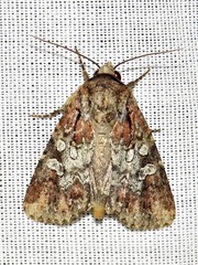 Omphalestra mesoglauca