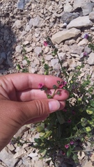 Cynoglossum germanicum