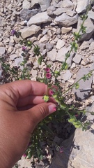 Cynoglossum germanicum