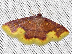 Syngatha latiflavaria