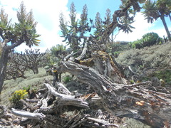 Dendrosenecio elgonensis