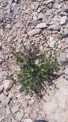 Cynoglossum germanicum