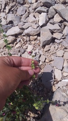 Cynoglossum germanicum