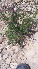 Cynoglossum germanicum