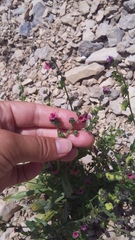 Cynoglossum germanicum