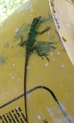 Anolis apollinaris