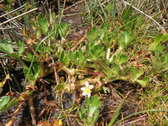 Ranunculus stagnalis