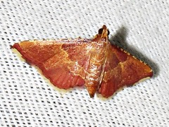 Endotricha erythralis