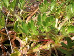 Ranunculus stagnalis