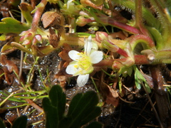 Ranunculus stagnalis