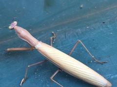 Mantis religiosa