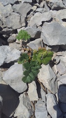 Heracleum ligusticifolium
